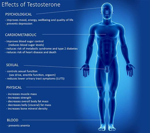 Testosterone effects Infographic image